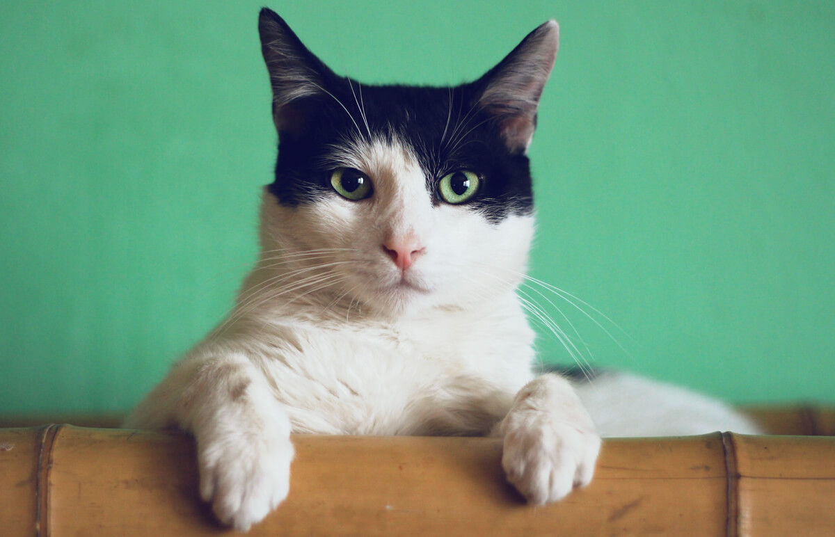 You are currently viewing CBD pre mačky, o čo sa jedná a ako im môže pomôcť?