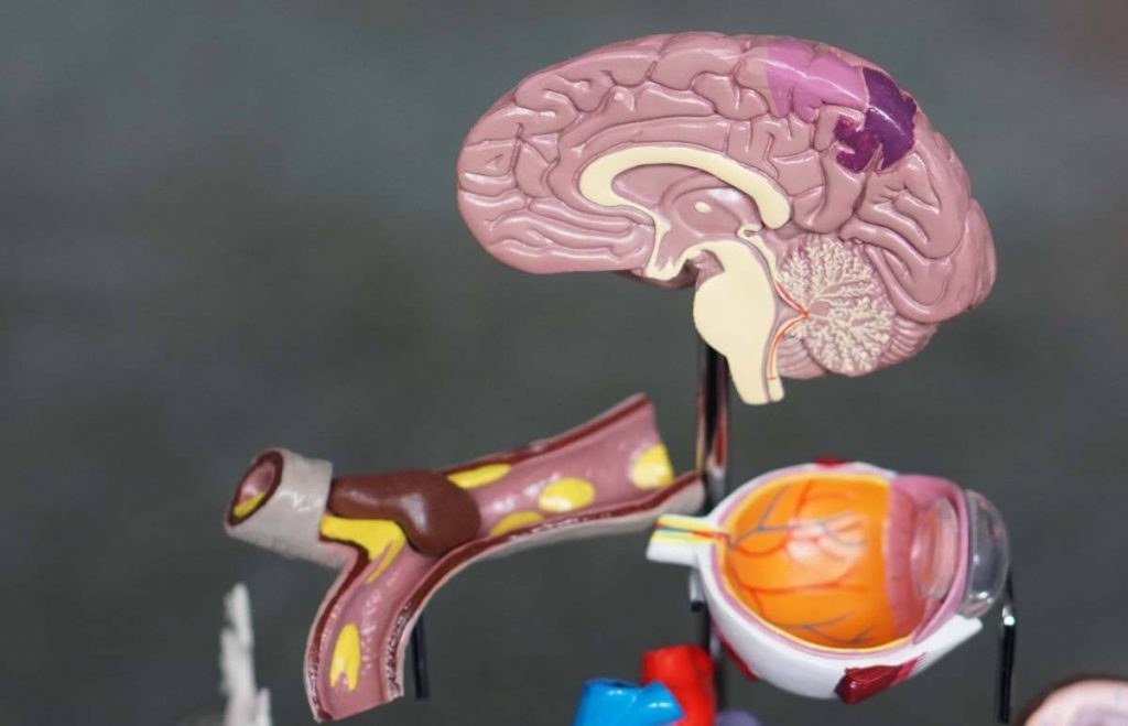 Makety orgánov: mozog, slezina a pod.