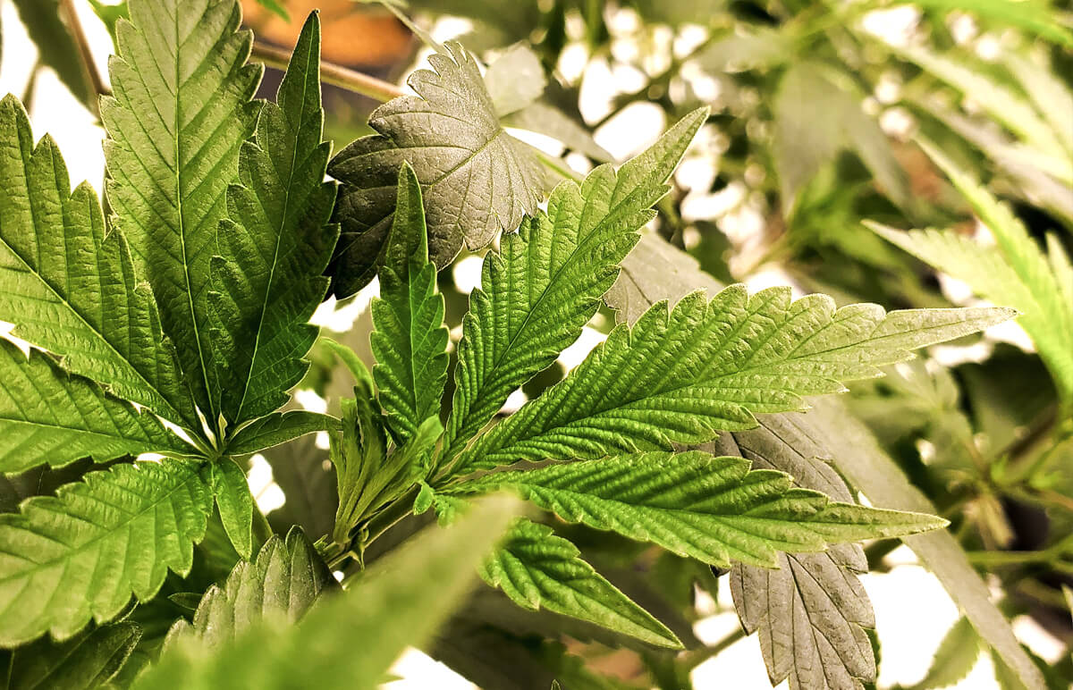 Rastlina konope - detailný záber listov