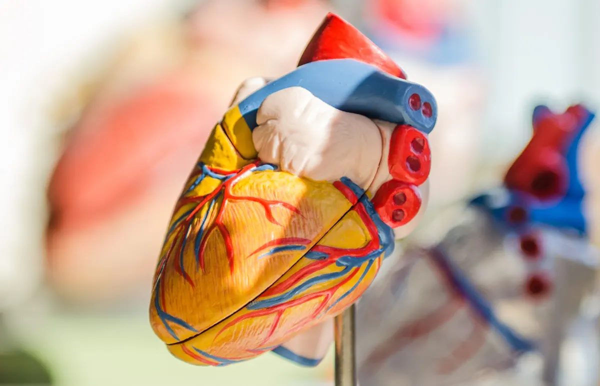 Umelohmotný farebný model srdca