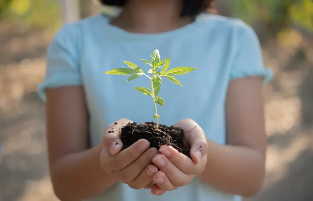 Malá rastlinka konope vyňatá zo zeme, držaná v rukách mladej ženy
